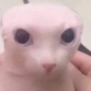 Meet your Posher, Lucy